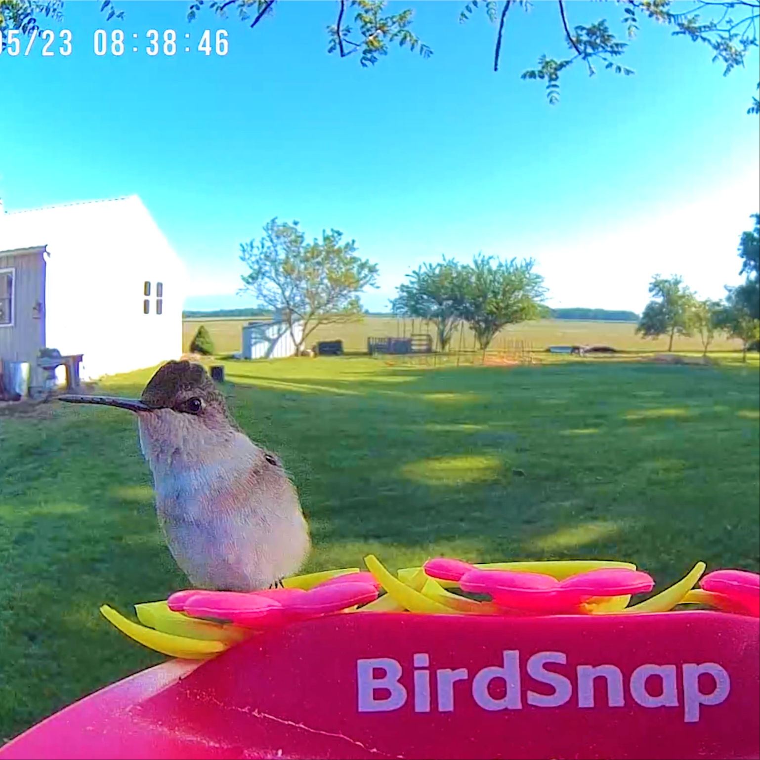 Smart Hummingbird Feeder